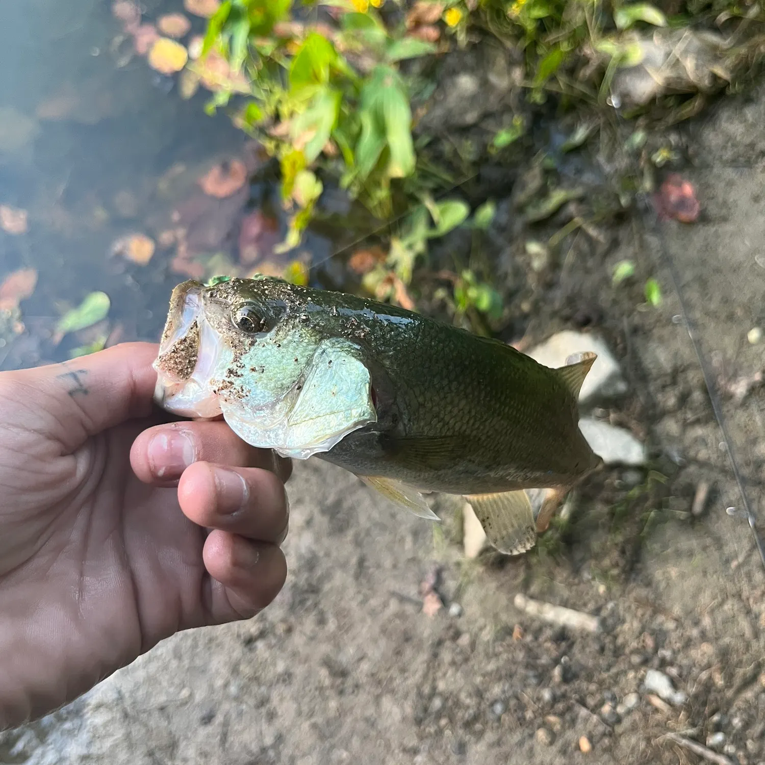 Spotted bass caught on Fishbrain
