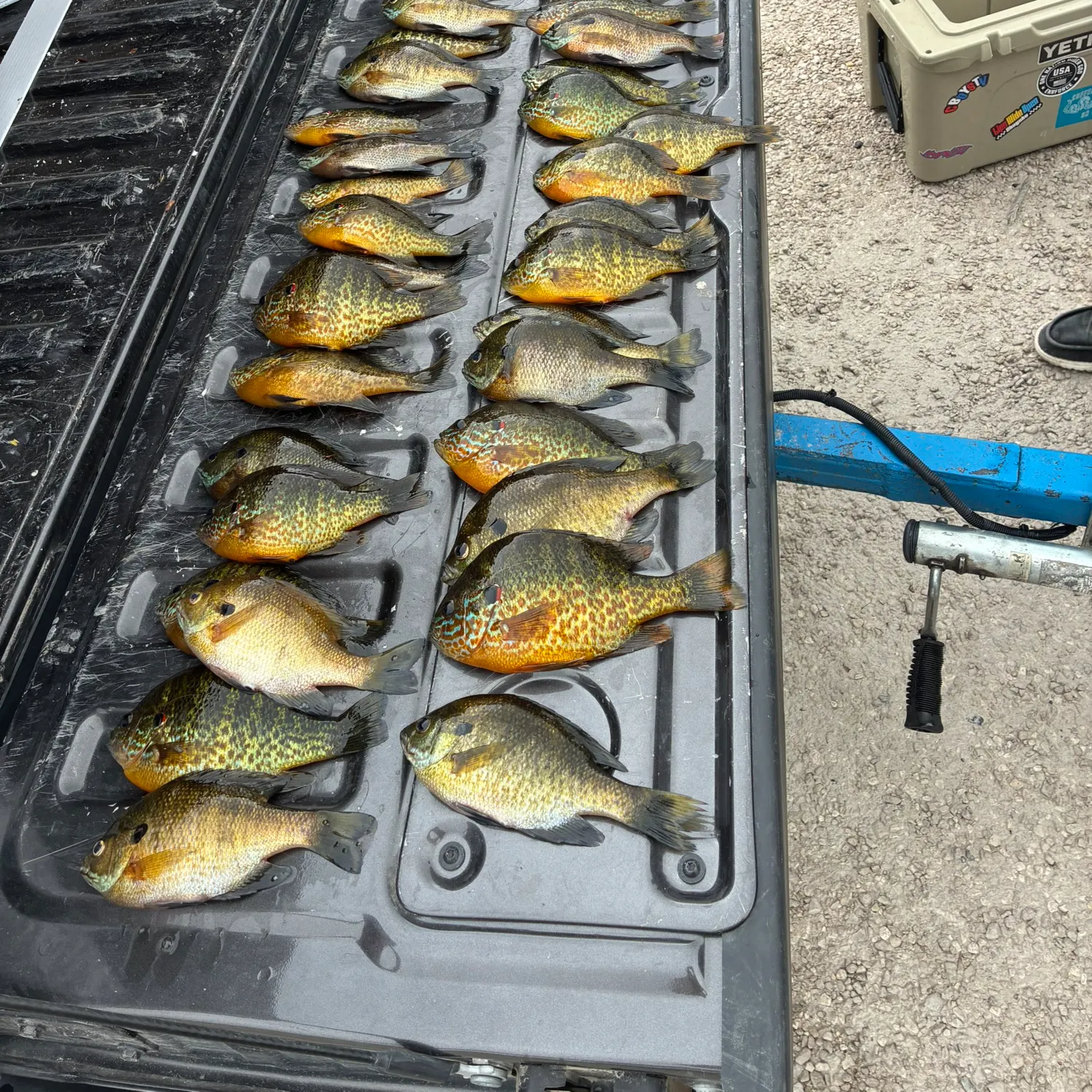 Bluegill caught on Fishbrain