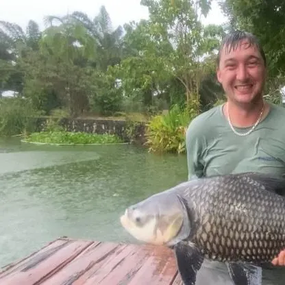 The most recent Siamese carp catches on Fishbrain