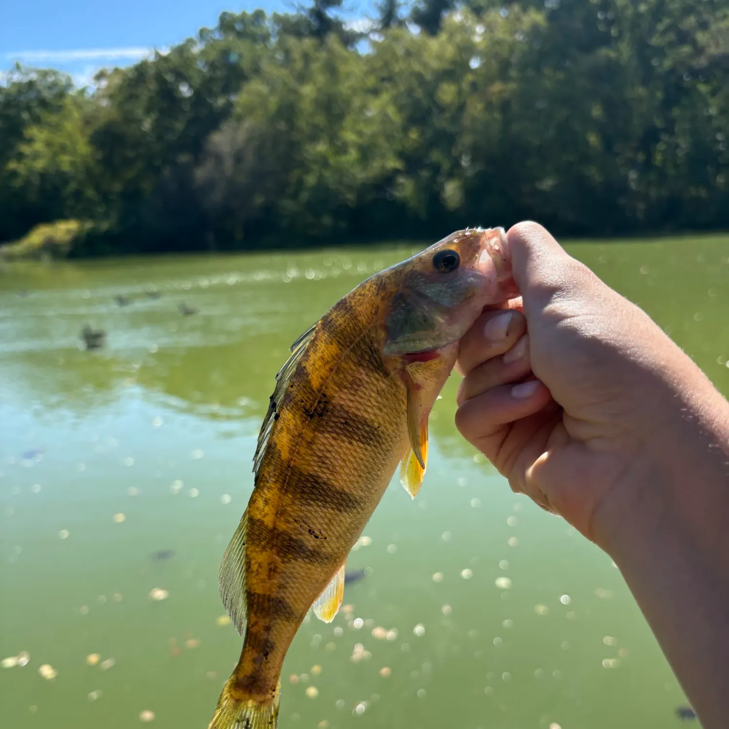 Yellow perch caught on Fishbrain