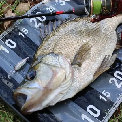 The most recent Estuary perch catches on Fishbrain