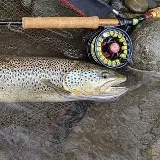 Cutthroat trout caught on Fishbrain