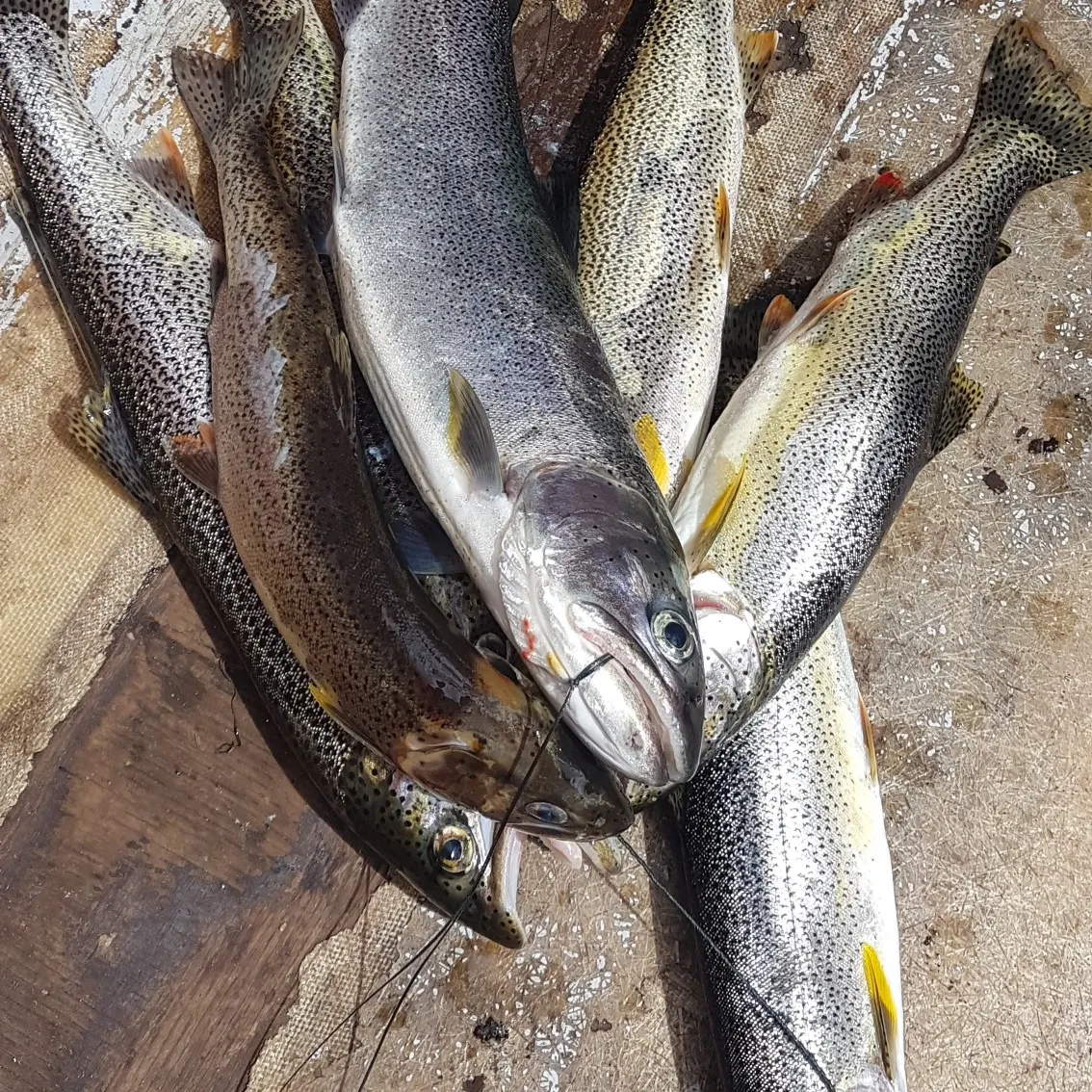 recently logged catches