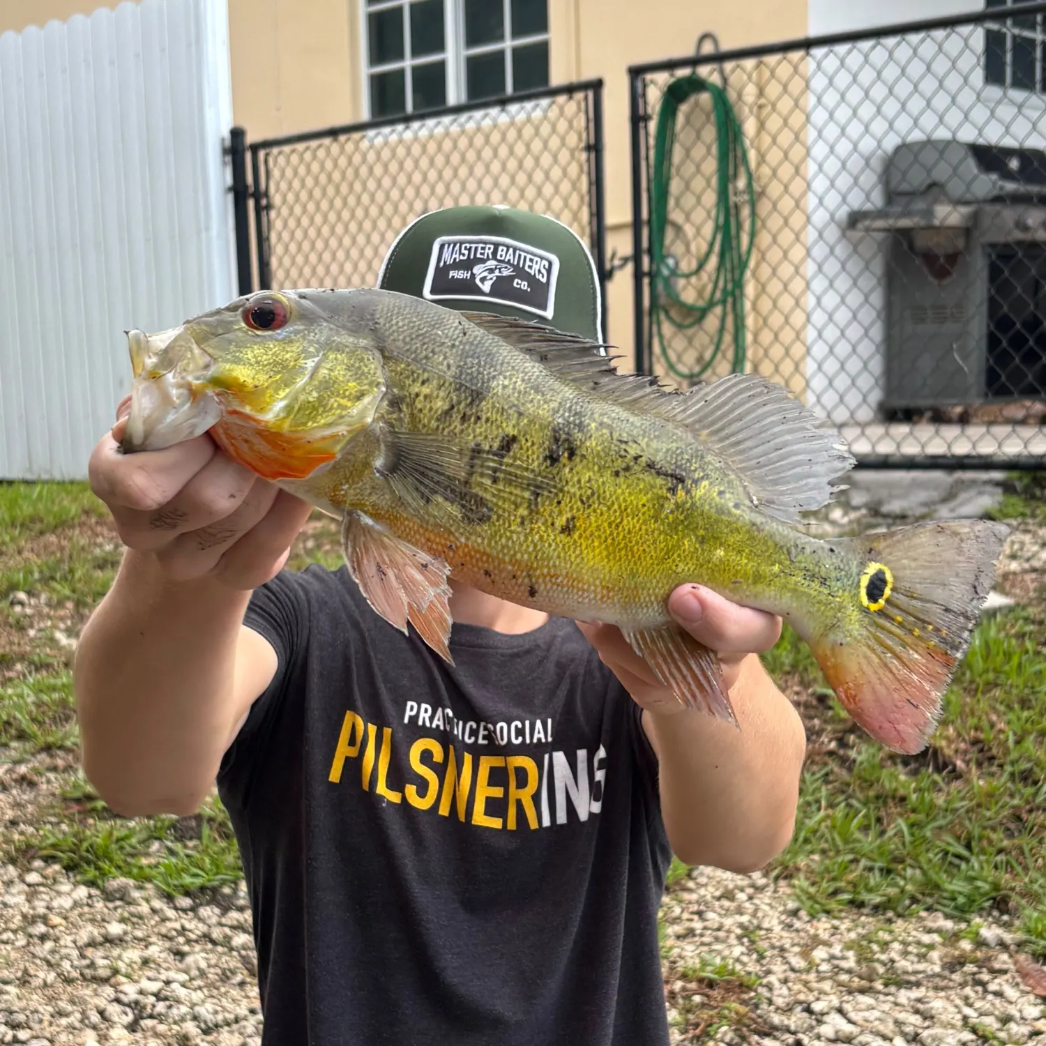 Butterfly peacock bass caught on Fishbrain