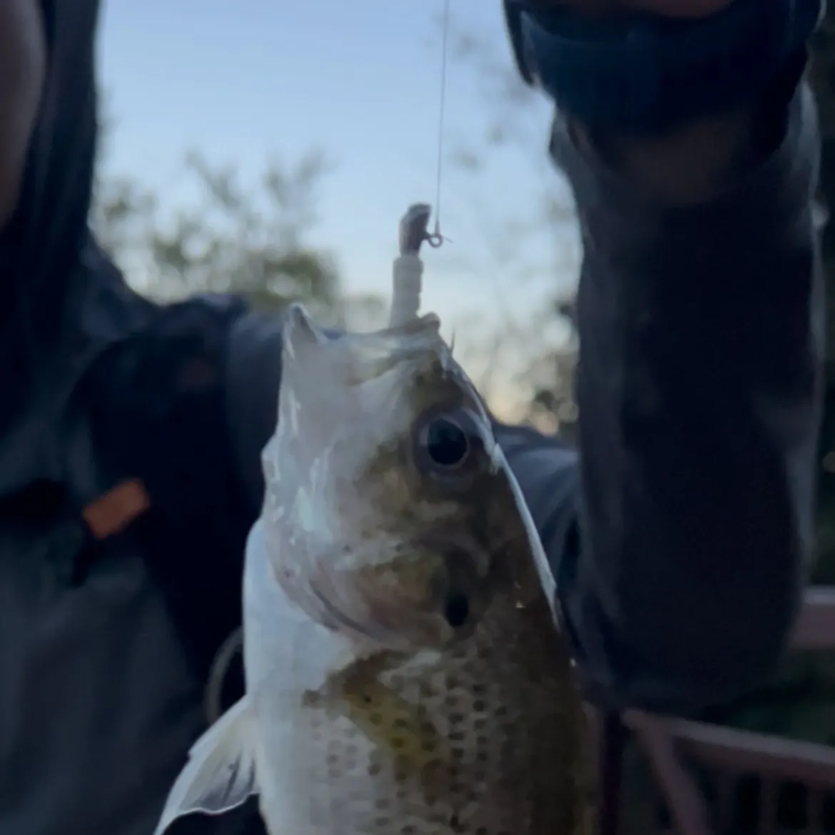 Rock bass caught on Fishbrain