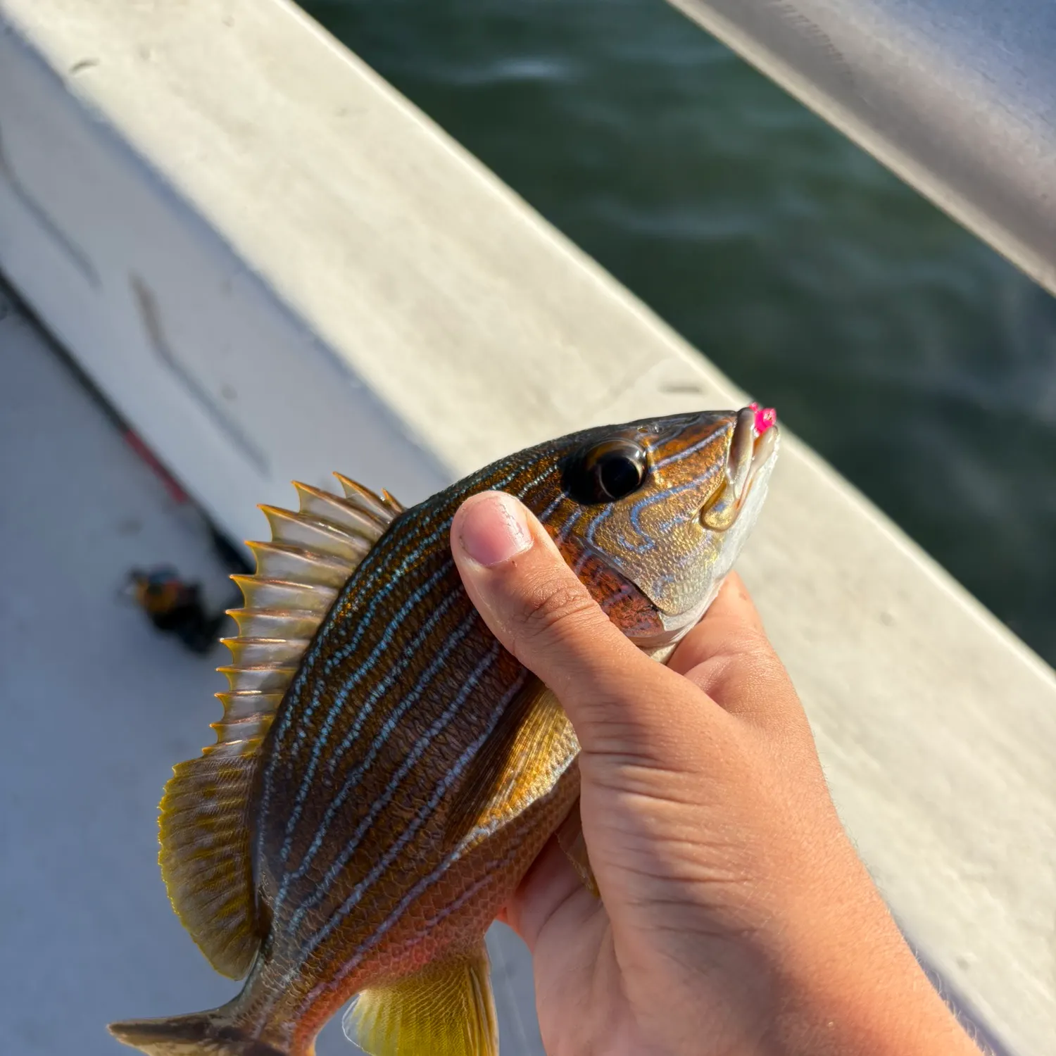 The most recent Bluestriped grunt catches on Fishbrain