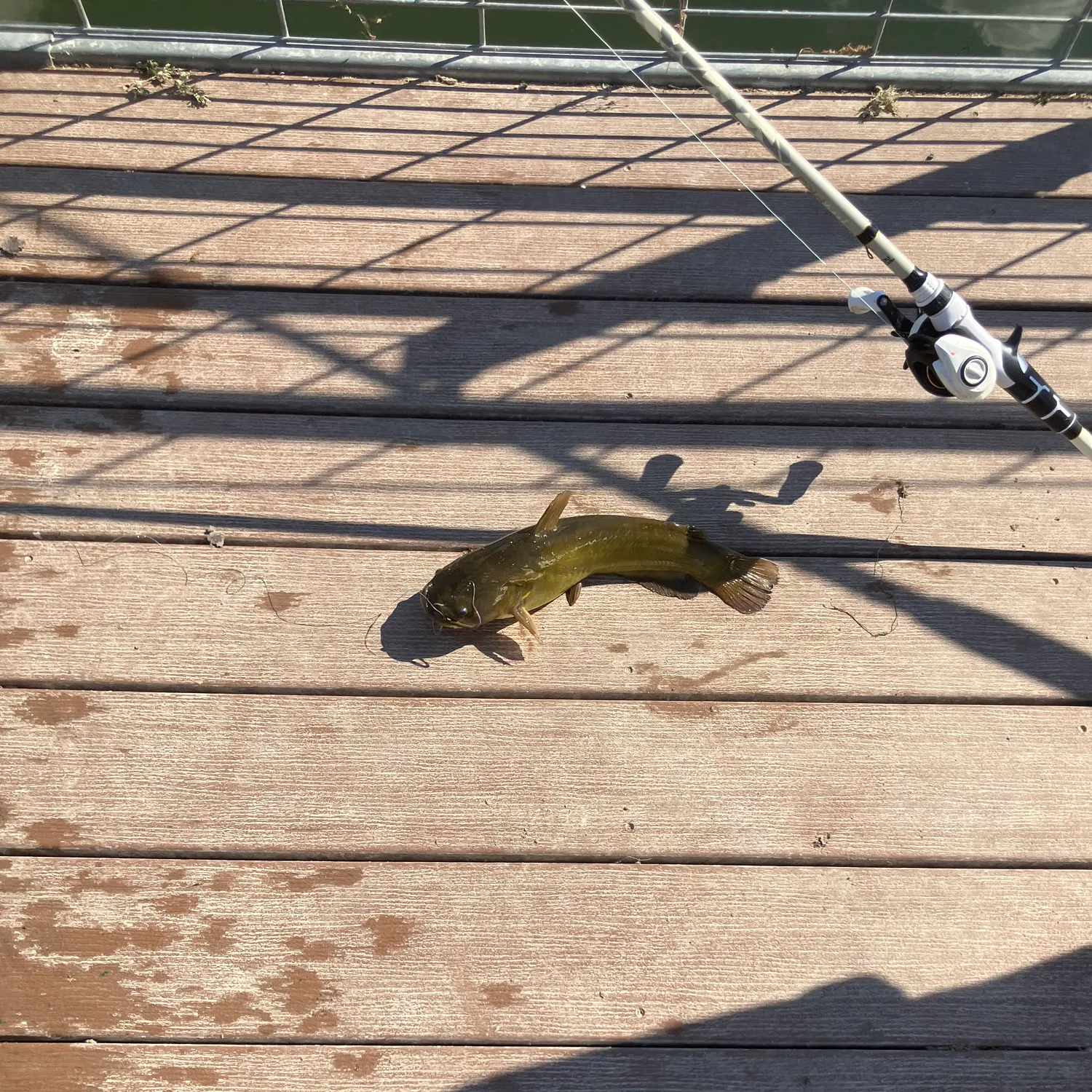 Yellow bullhead caught on Fishbrain