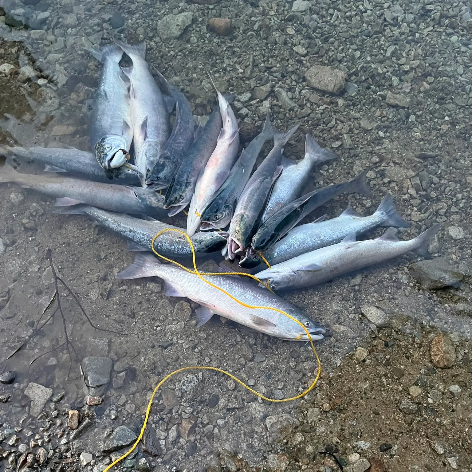 The most recent Sockeye salmon catches on Fishbrain