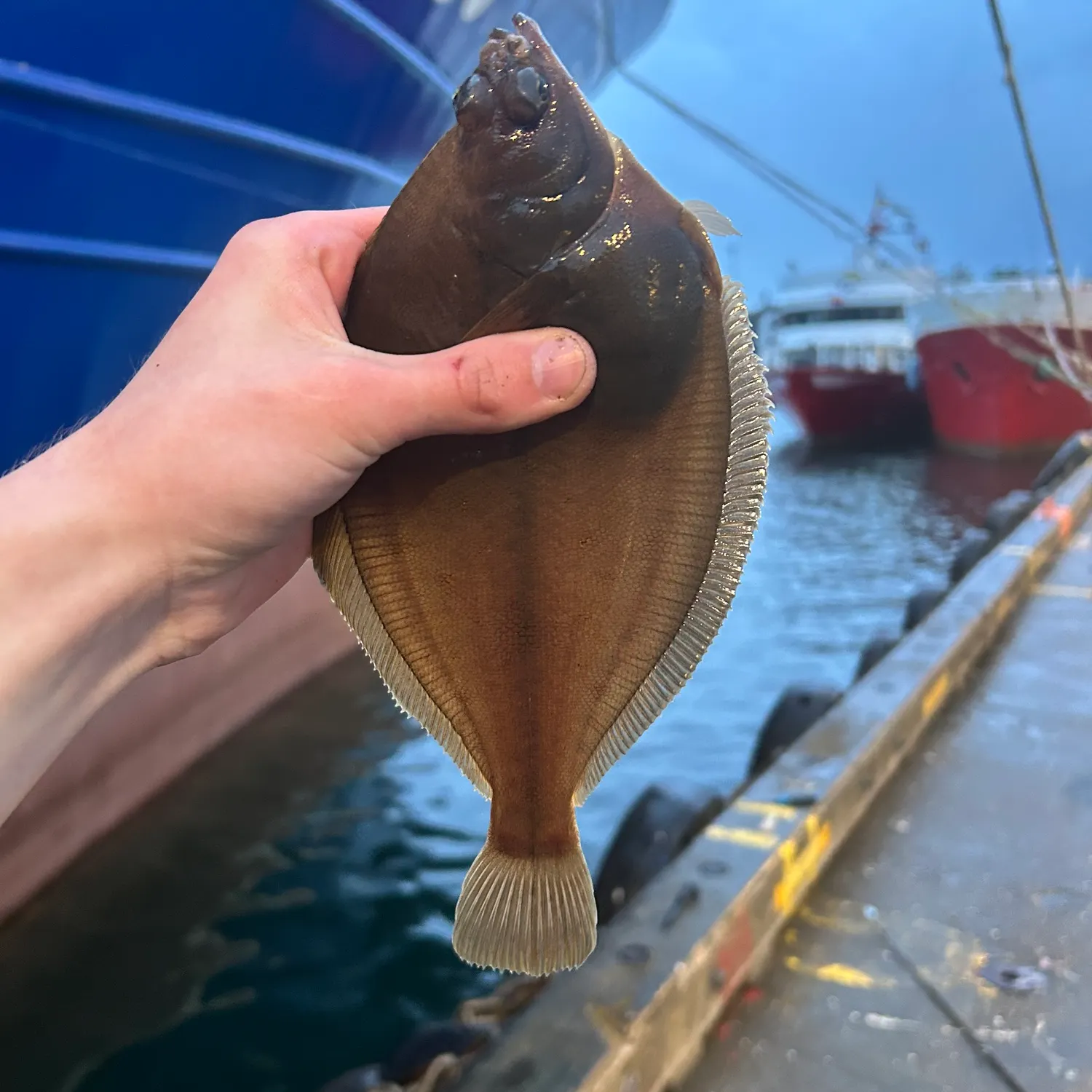 The most recent European flounder catches on Fishbrain