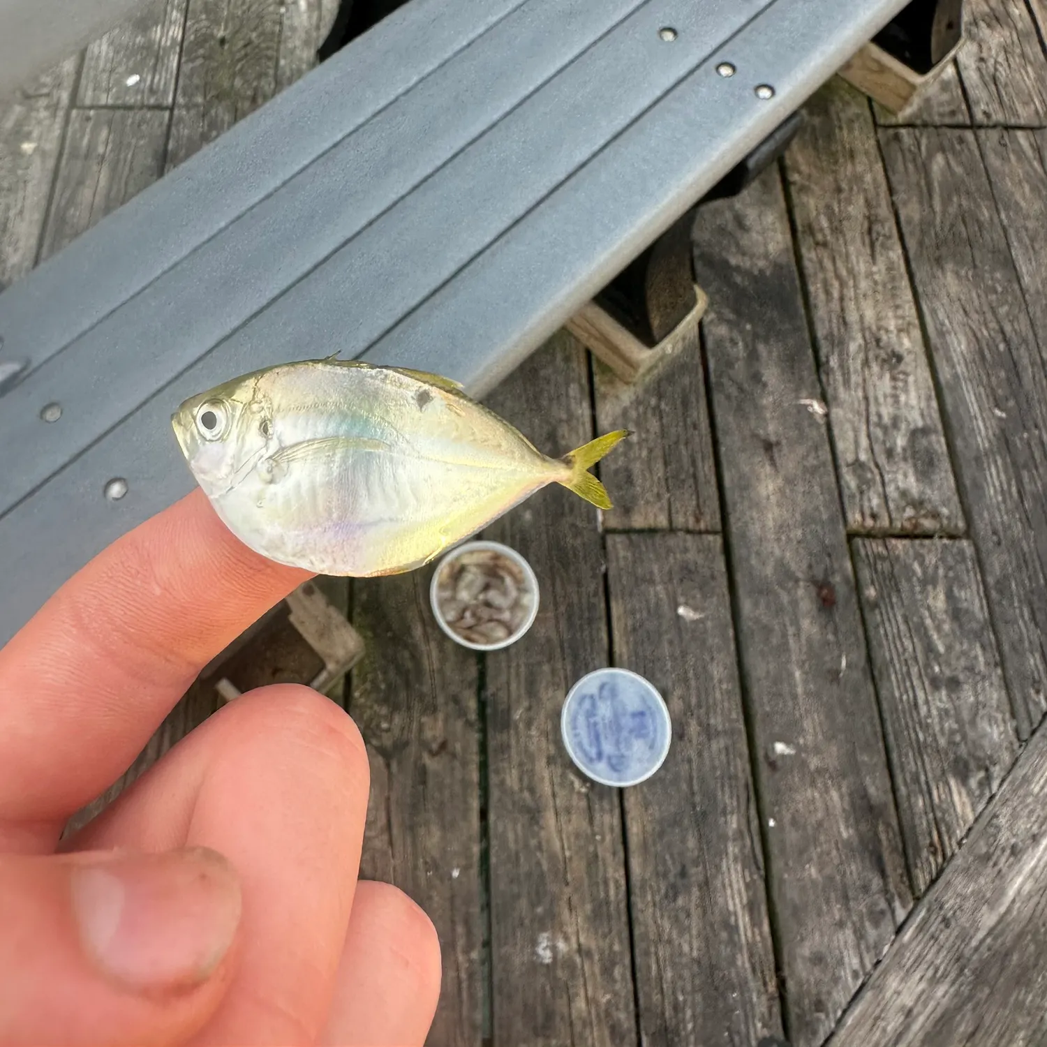 The most recent Whale shark catches on Fishbrain