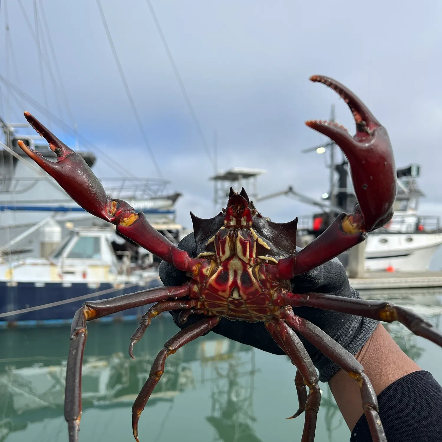 The most recent Northern kelp crab catches on Fishbrain