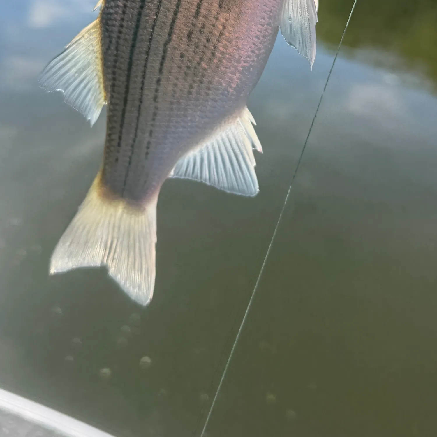 White bass caught on Fishbrain