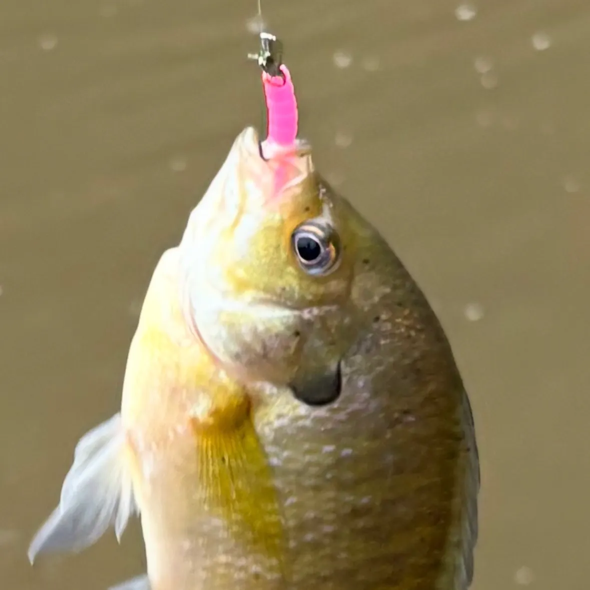 Fish caught on Fishbrain