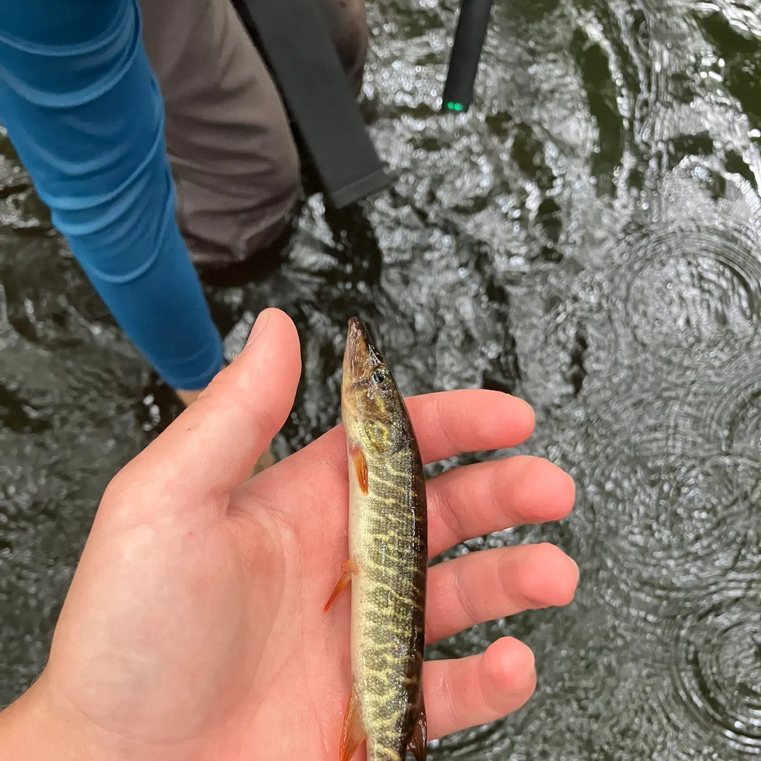 The most recent Redfin pickerel catches on Fishbrain
