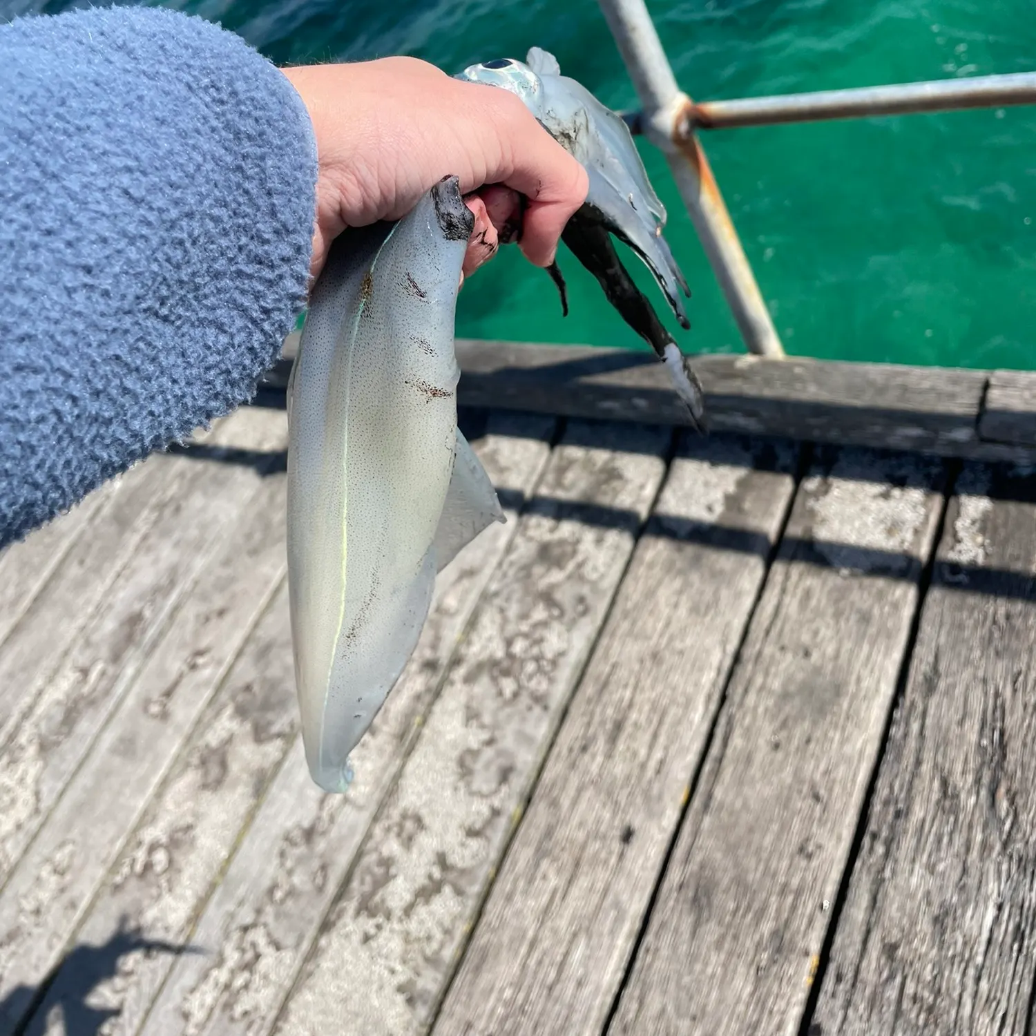 The most recent Southern calamari catches on Fishbrain
