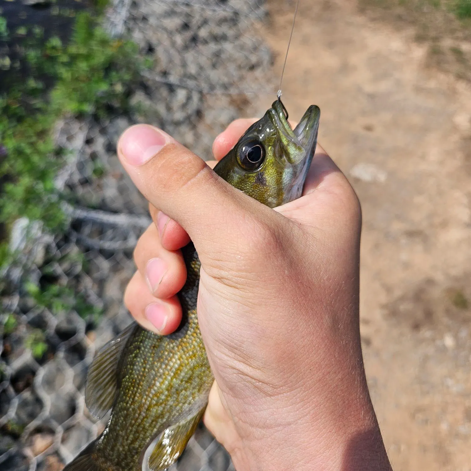 Smallmouth bass caught on Fishbrain