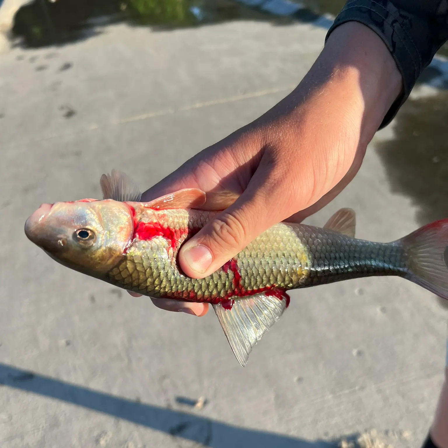 catch