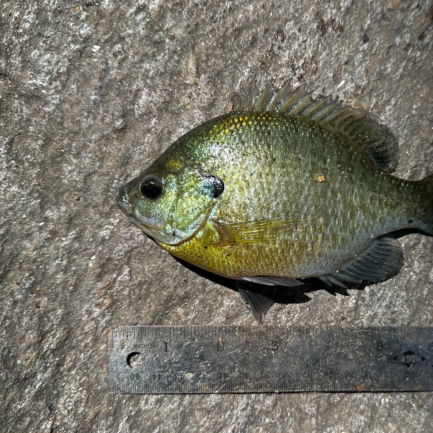 Bluegill caught on Fishbrain