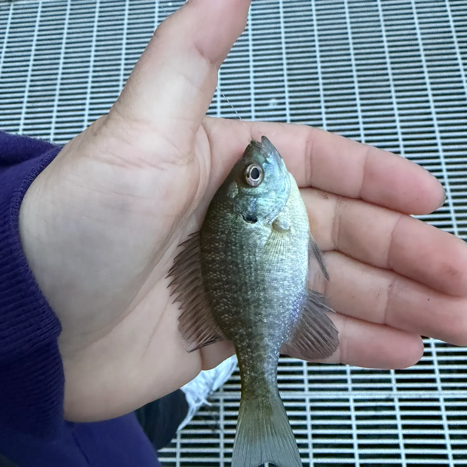 Bluegill caught on Fishbrain