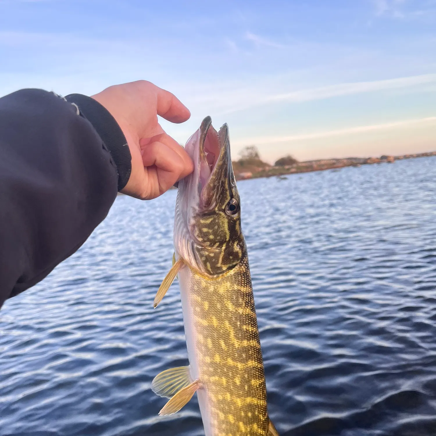 The most recent Northern pike catches on Fishbrain