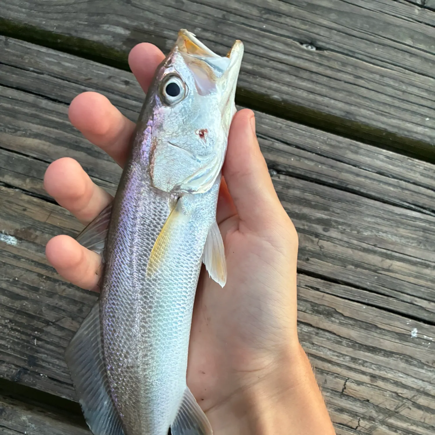 The most recent Sand seatrout catches on Fishbrain