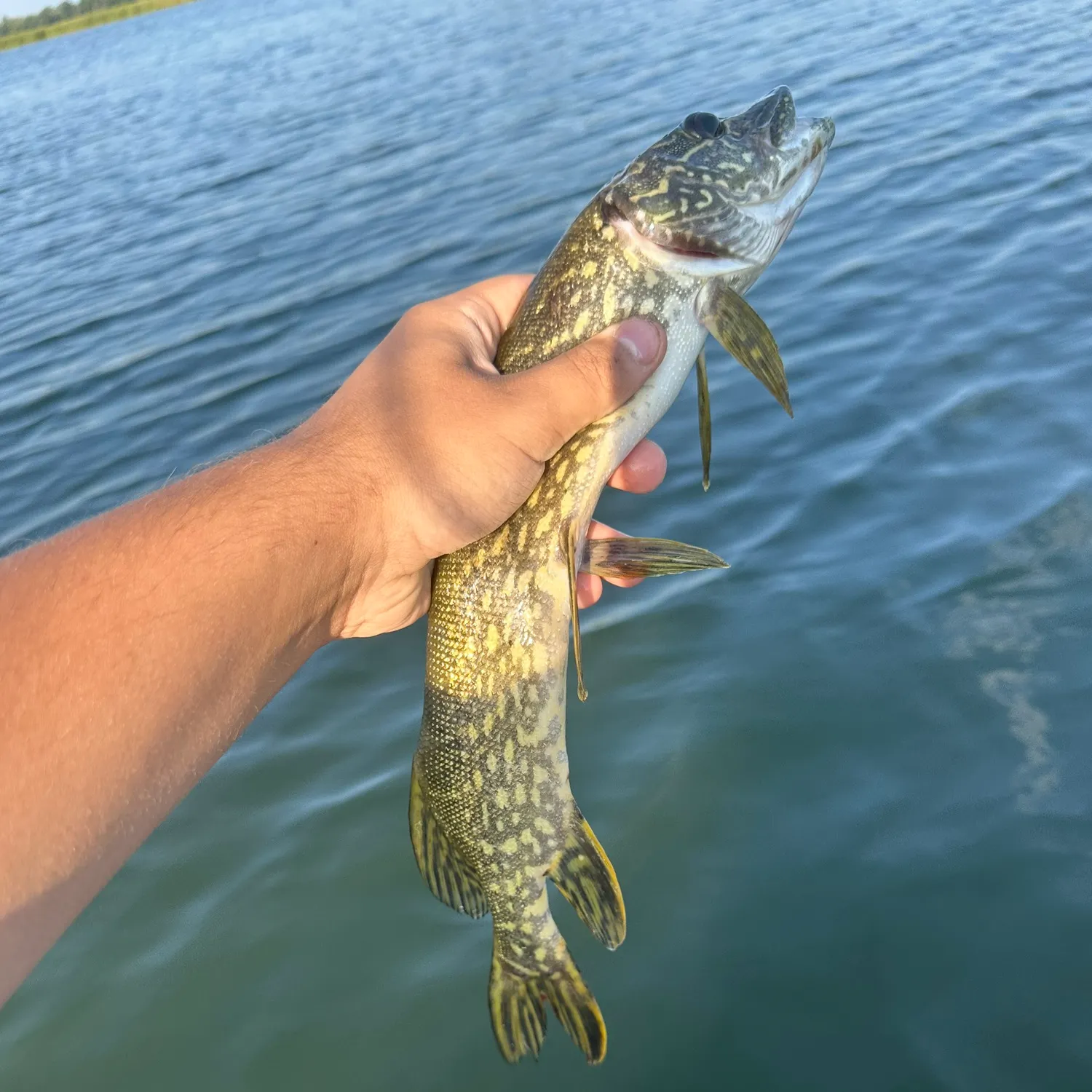 Northern pike caught on Fishbrain