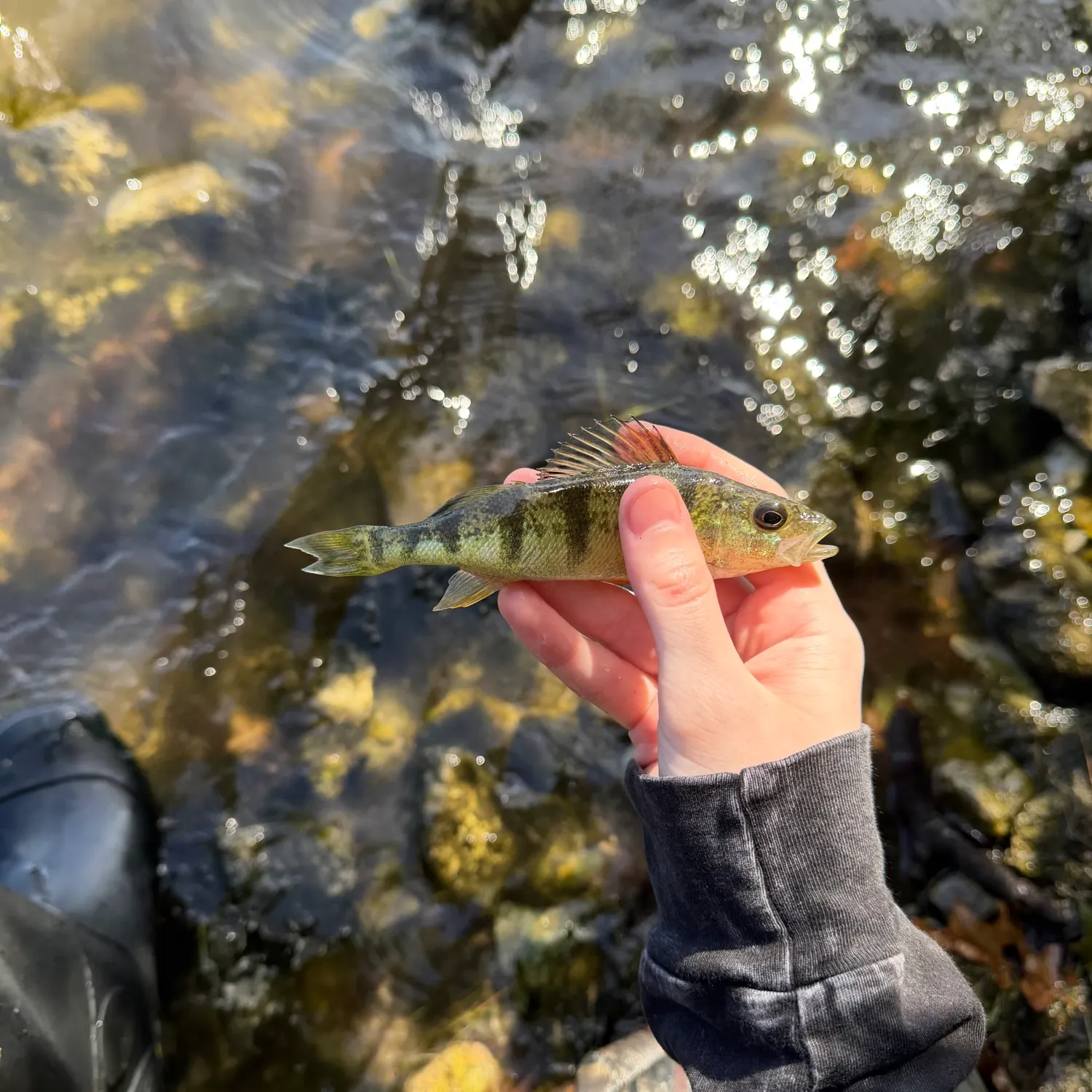 Yellow perch caught on Fishbrain
