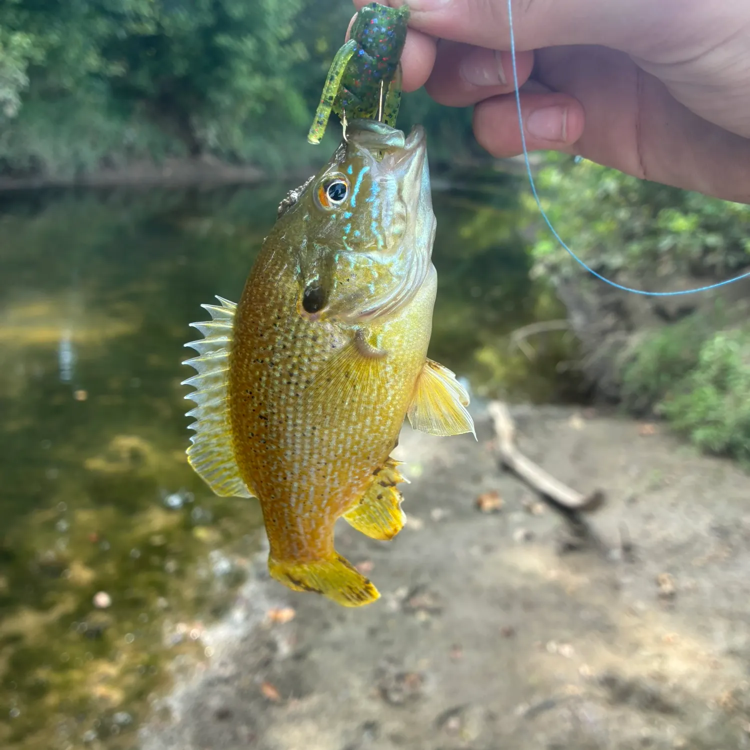 Green sunfish caught on Fishbrain