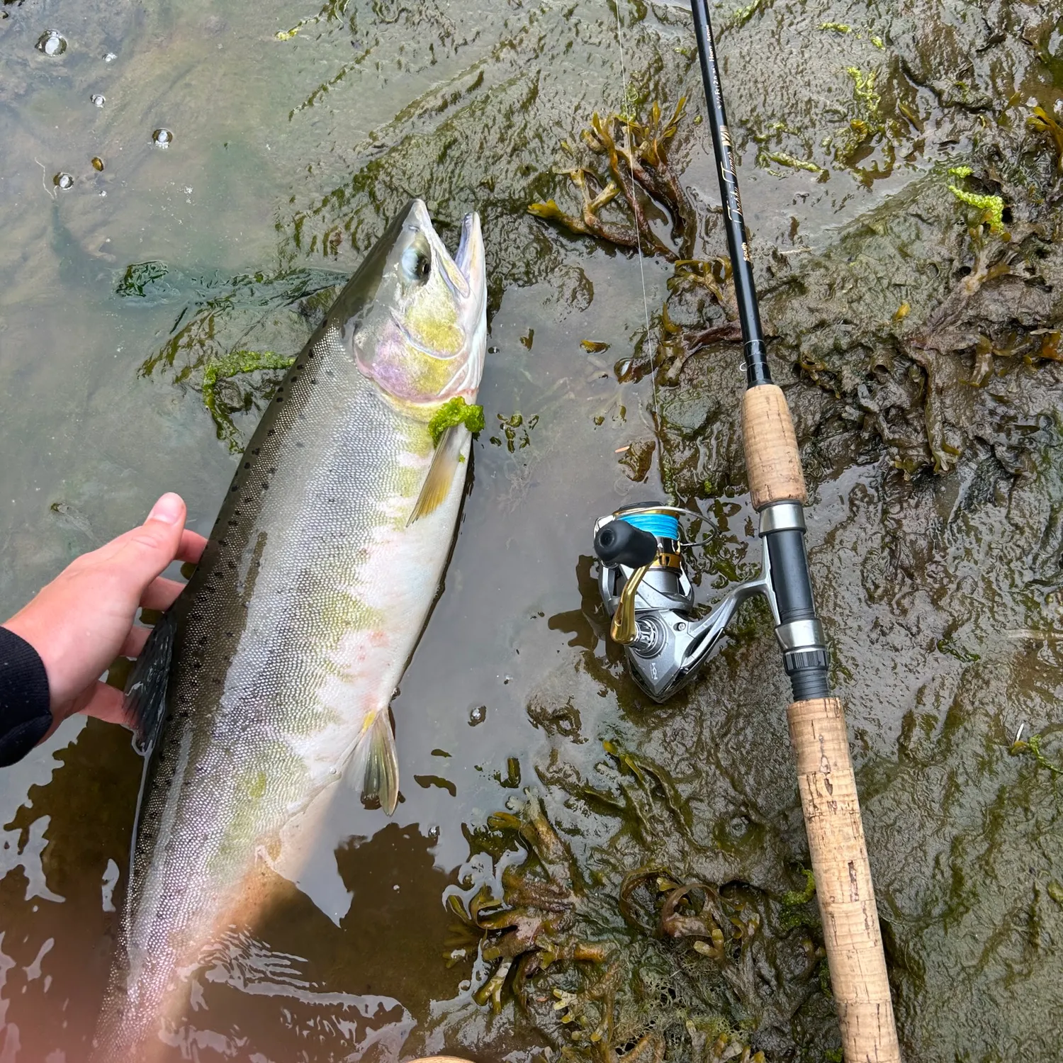 Pink salmon caught on Fishbrain