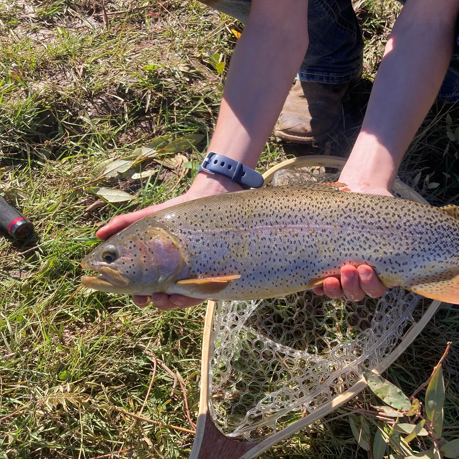 Rainbow trout caught on Fishbrain