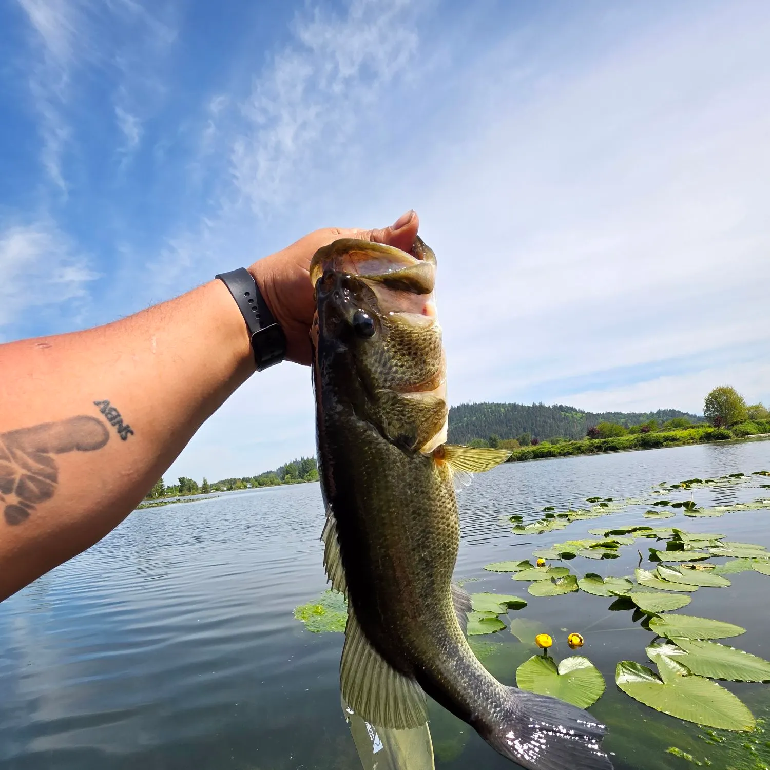 recently logged catches