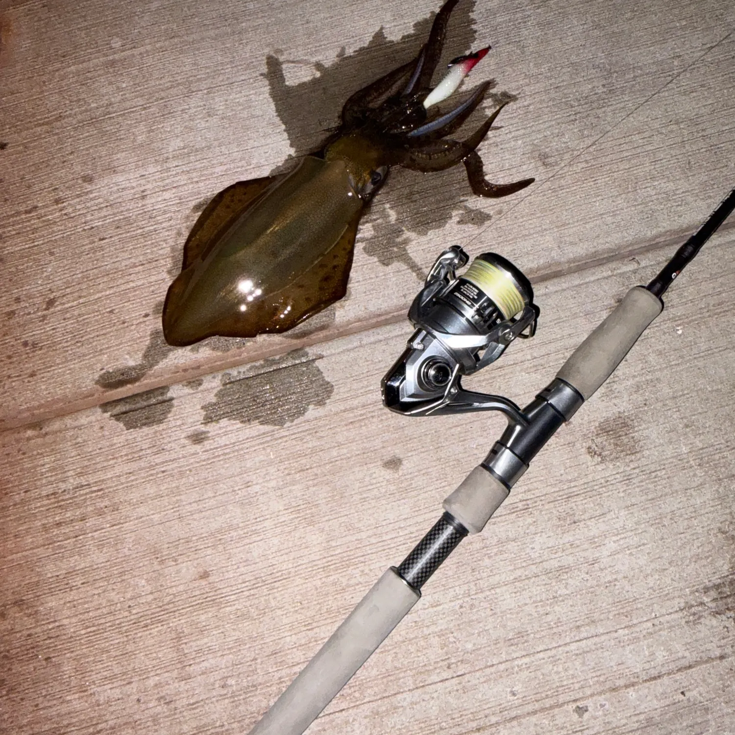 The most recent Southern calamari catches on Fishbrain