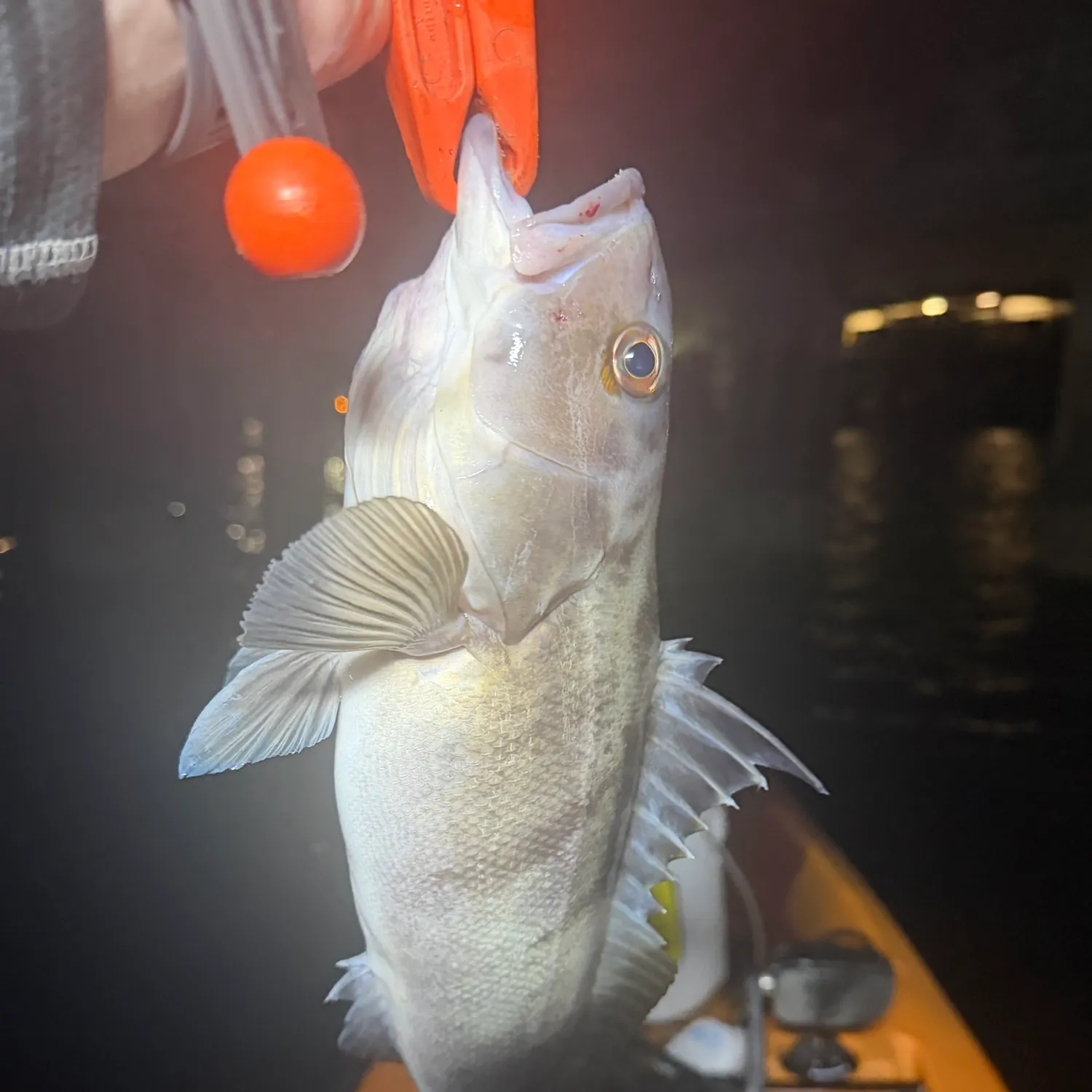 The most recent Barred sand bass catches on Fishbrain