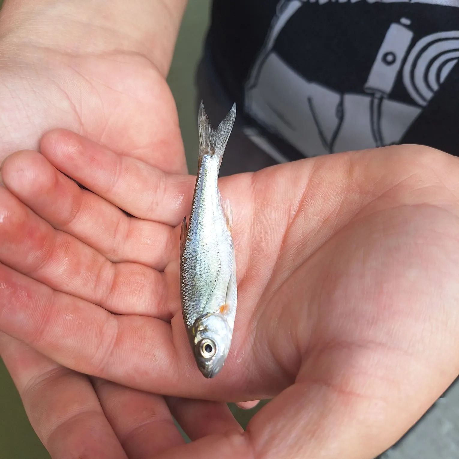 European chub caught on Fishbrain