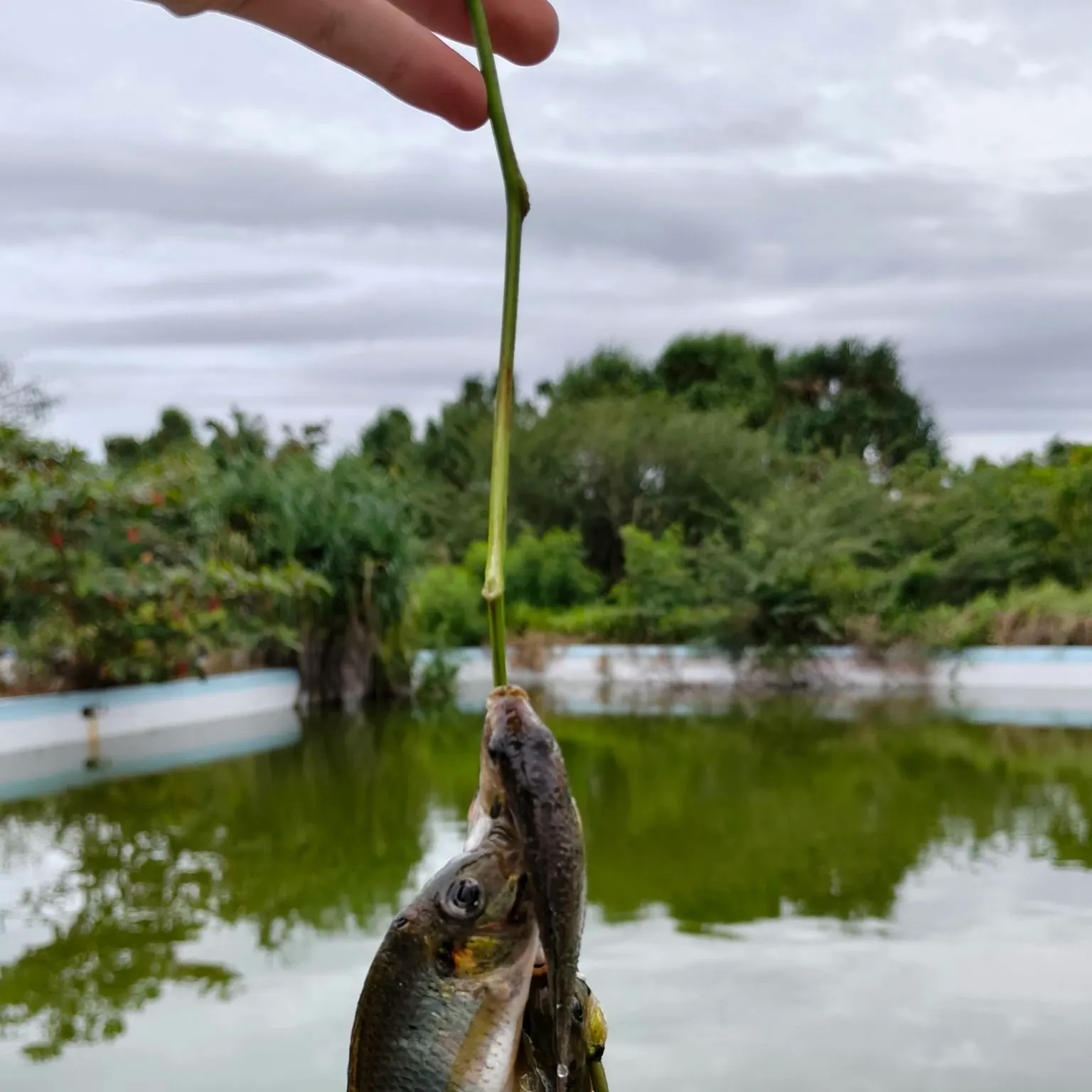 The most recent Kariba tilapia catches on Fishbrain