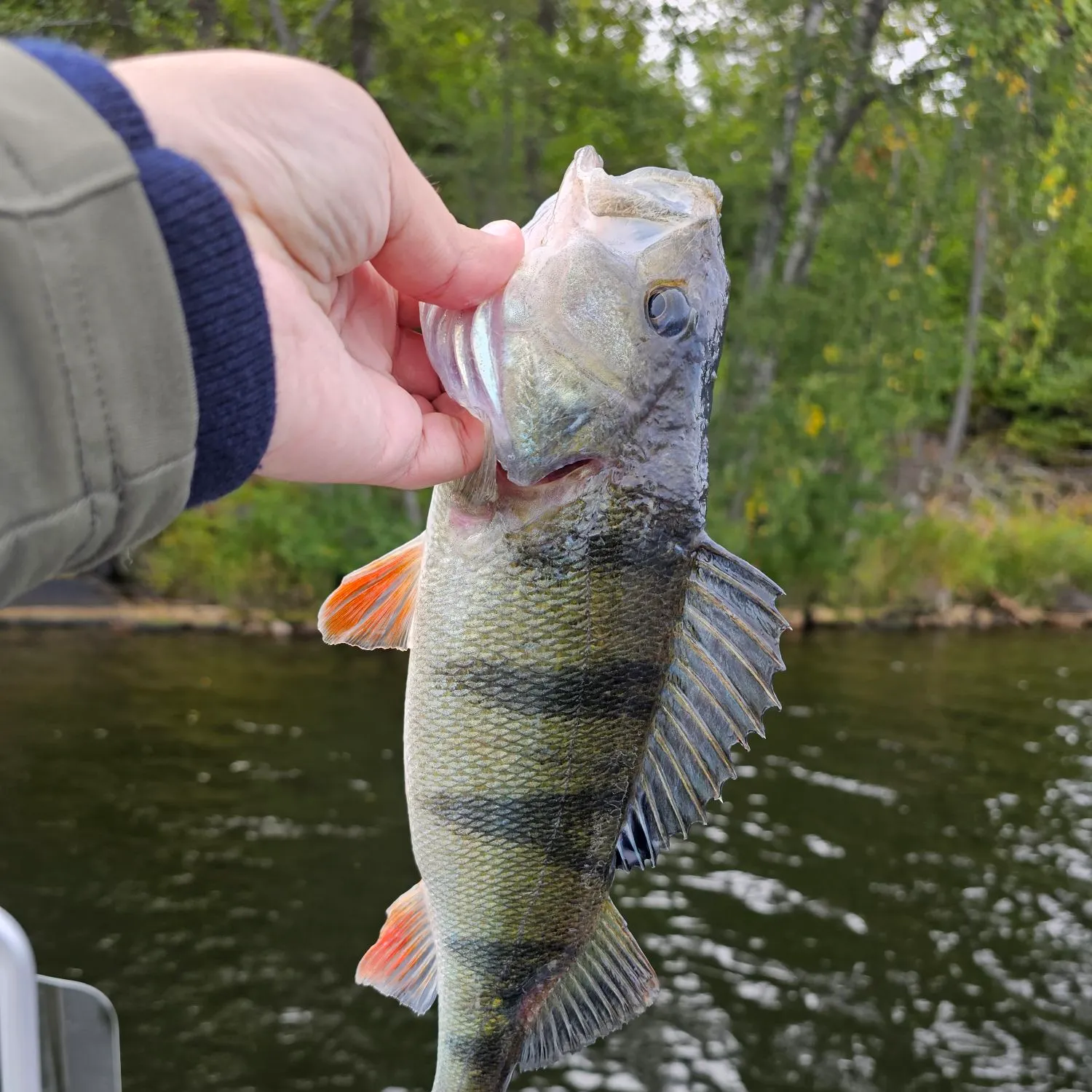 European perch caught on Fishbrain