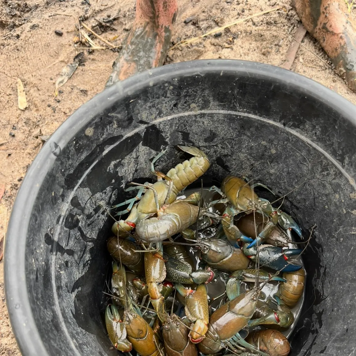 The most recent Common yabby catches on Fishbrain