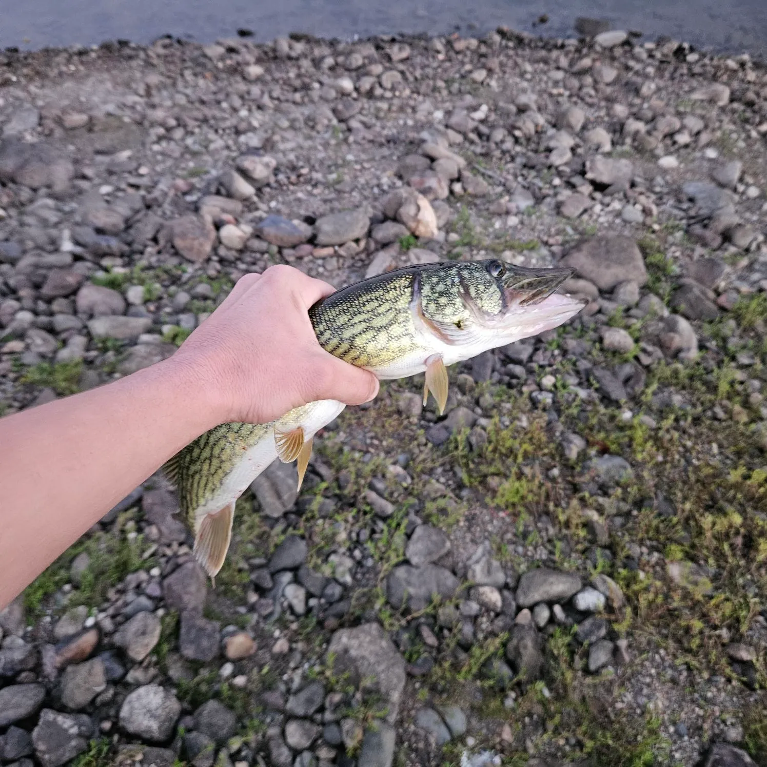 Chain pickerel caught on Fishbrain