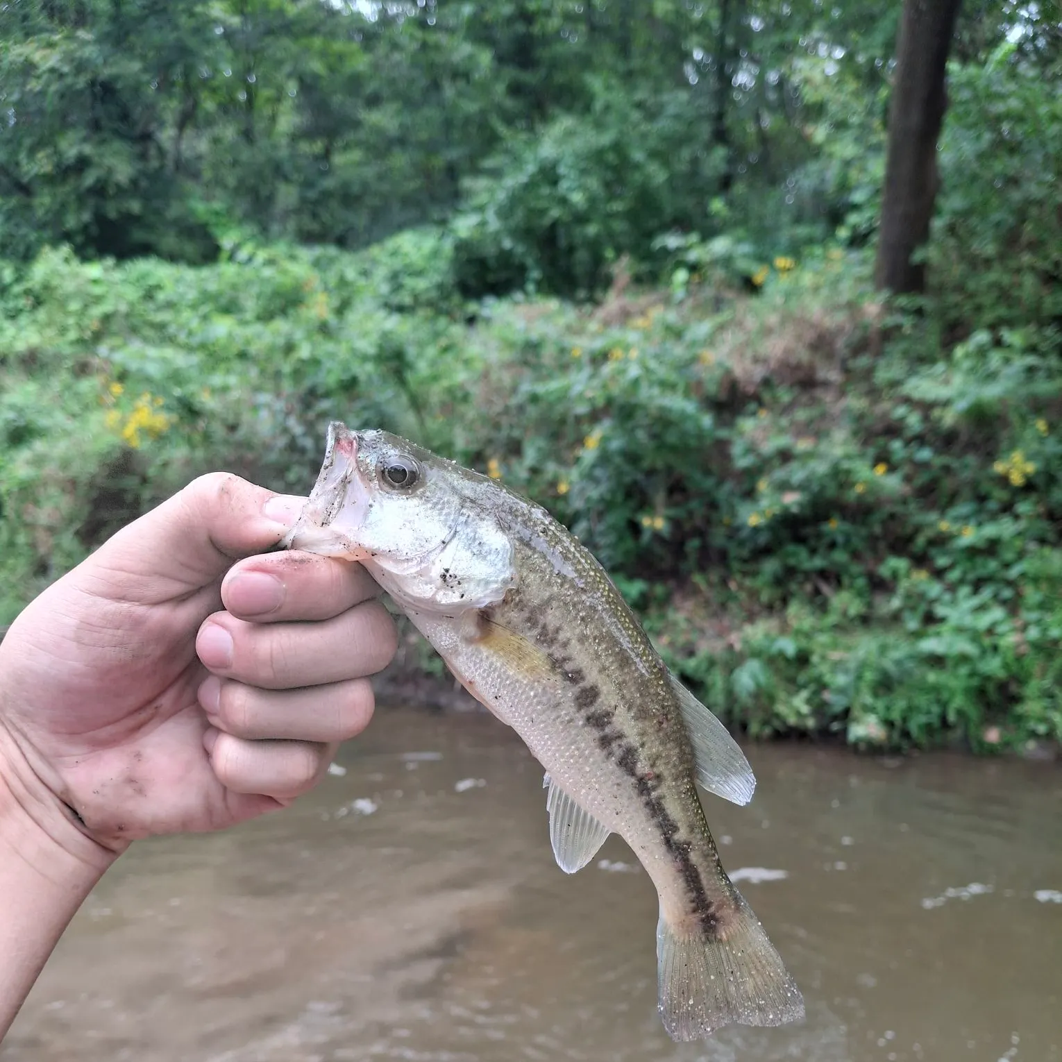 Largemouth bass caught on Fishbrain
