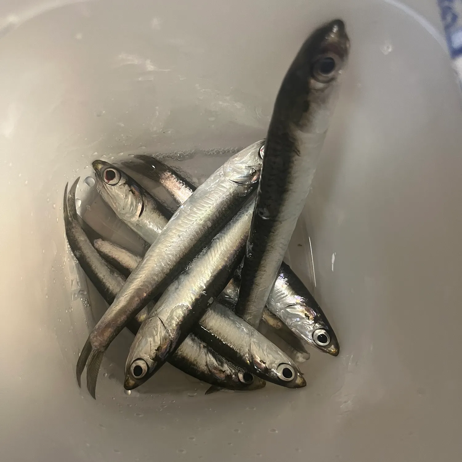 The most recent Japanese pilchard catches on Fishbrain
