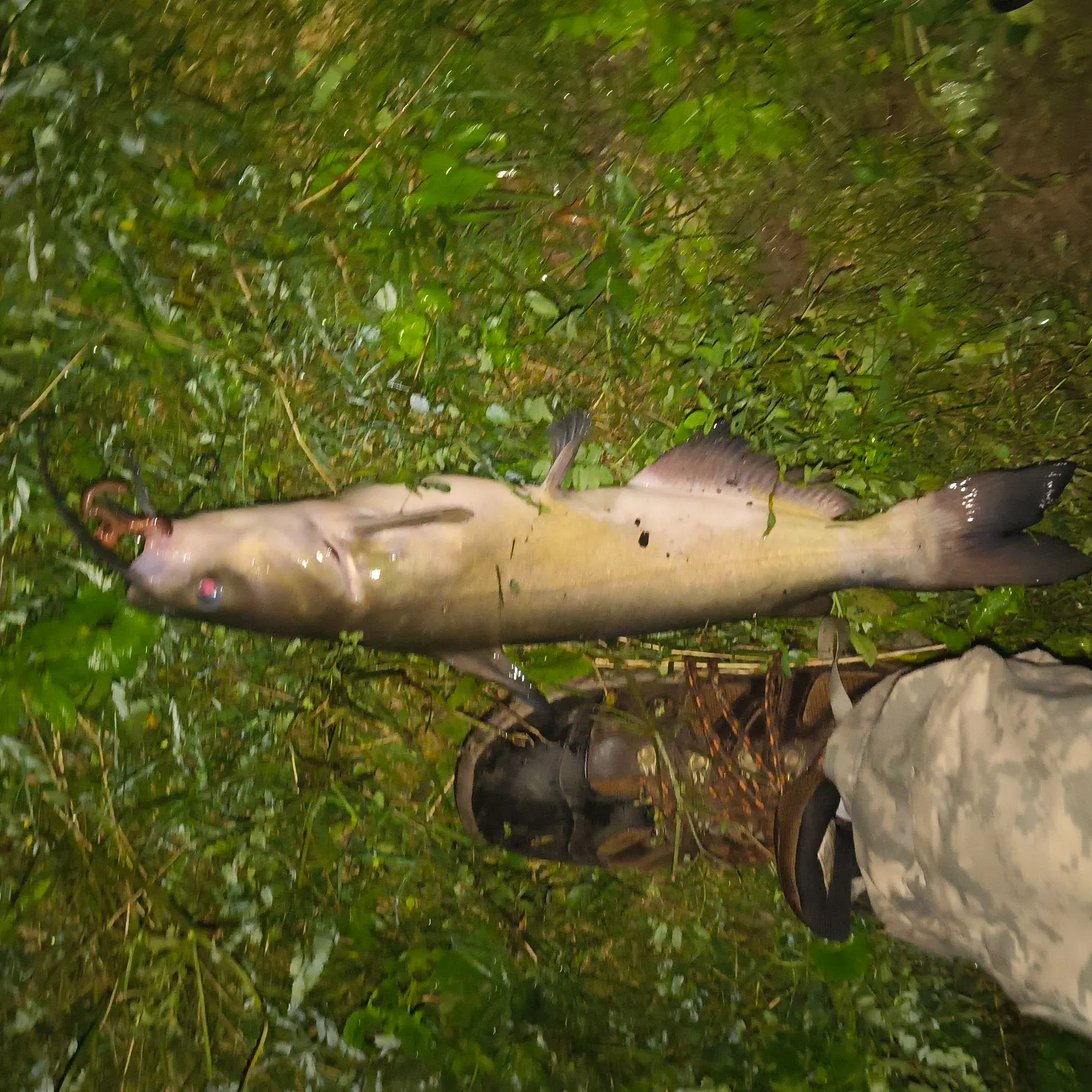 Channel catfish caught on Fishbrain