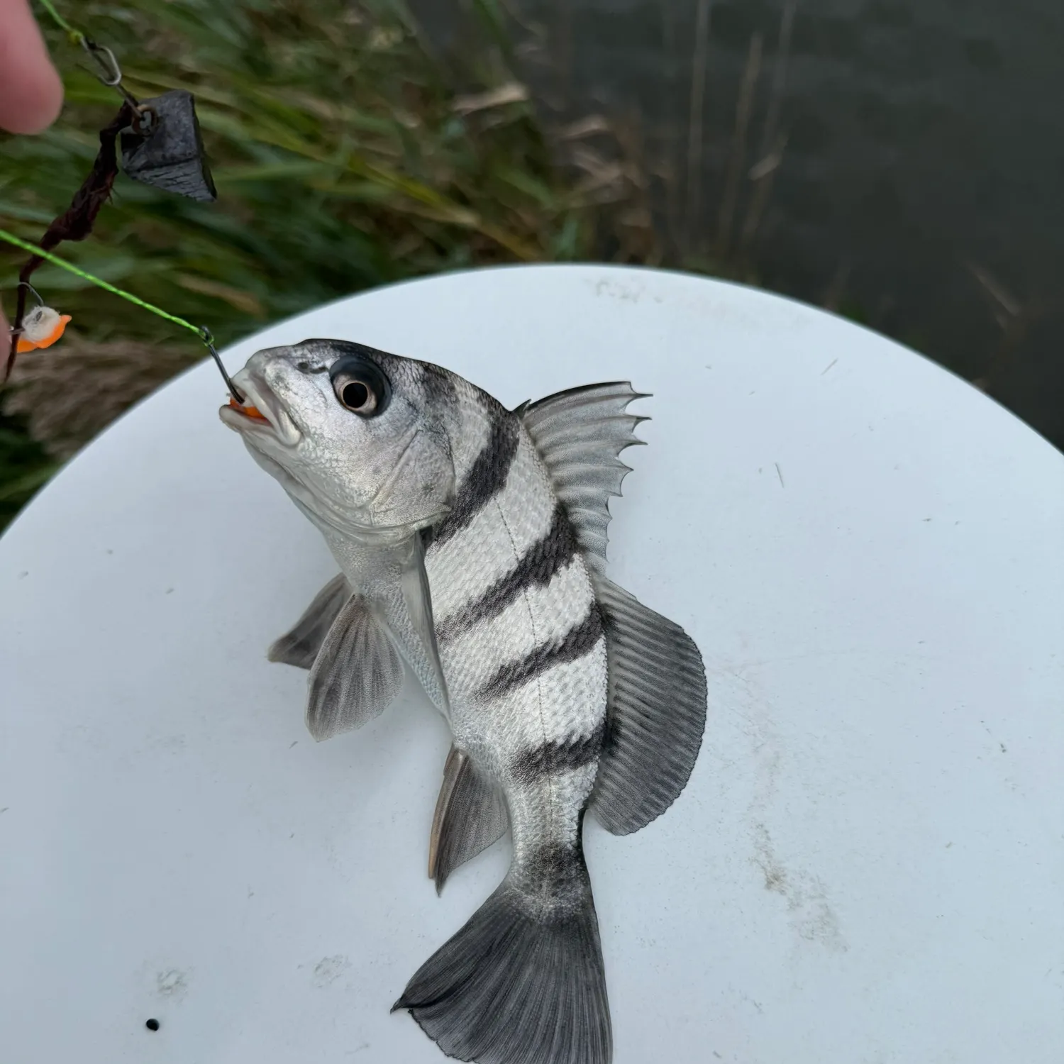 Black drum caught on Fishbrain