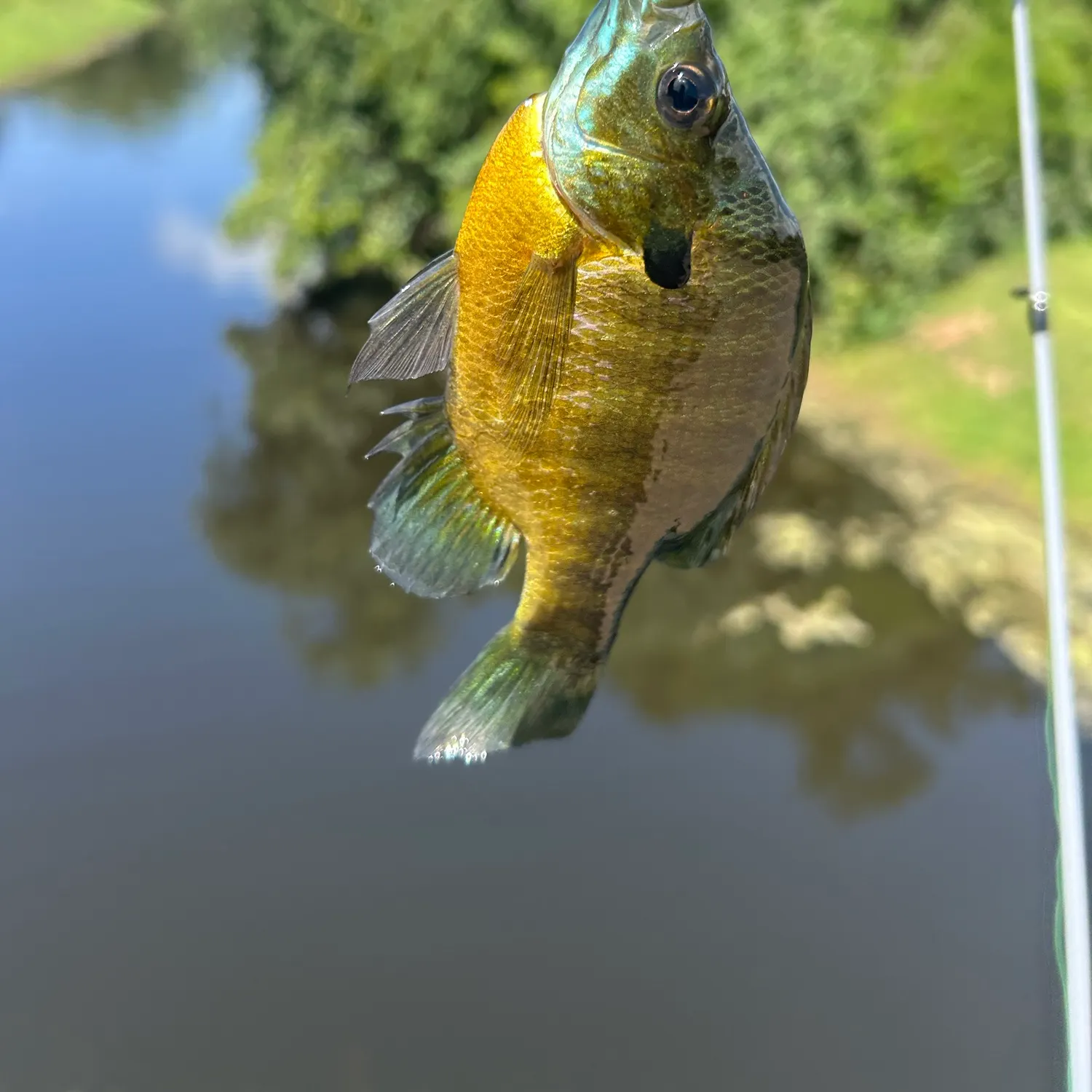 Bluegill caught on Fishbrain