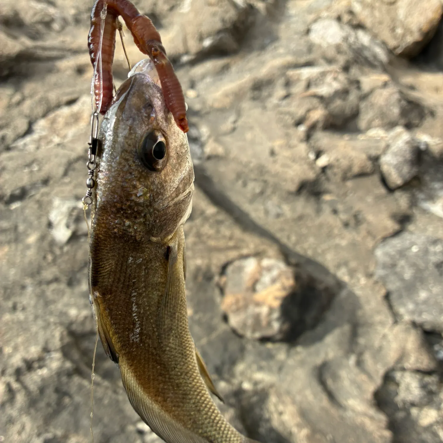 Freshwater drum caught on Fishbrain