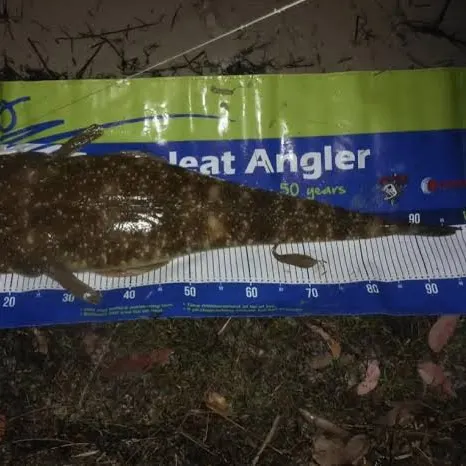 The most recent Dusky flathead catches on Fishbrain