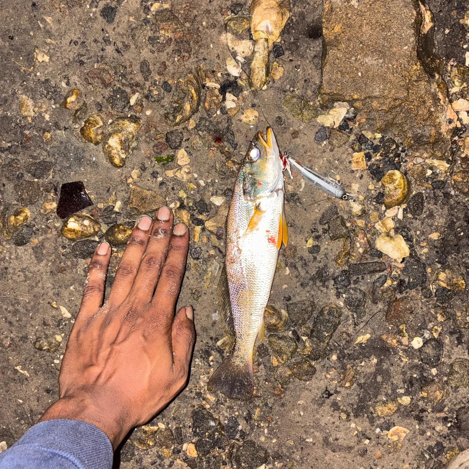 Sand seatrout caught on Fishbrain