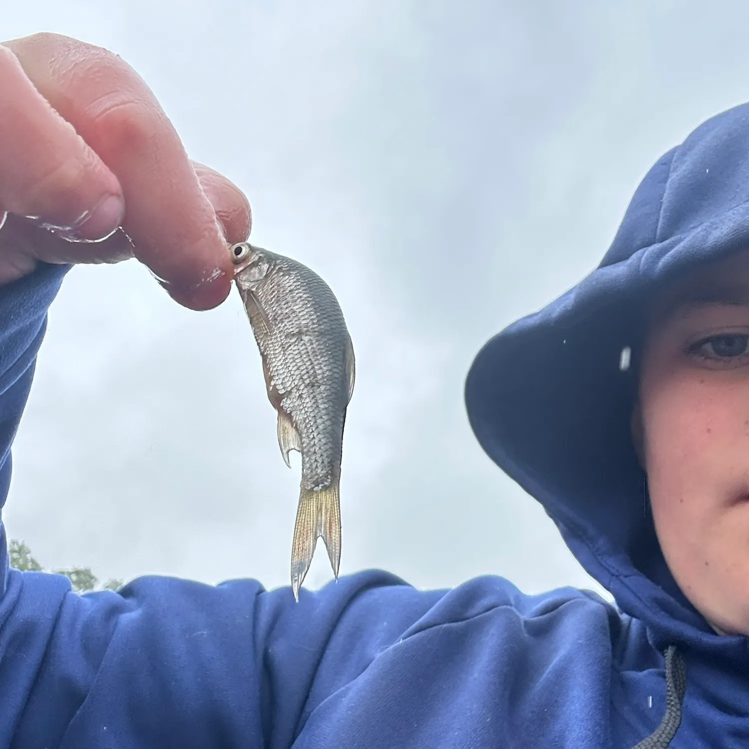 Hornyhead chub caught on Fishbrain