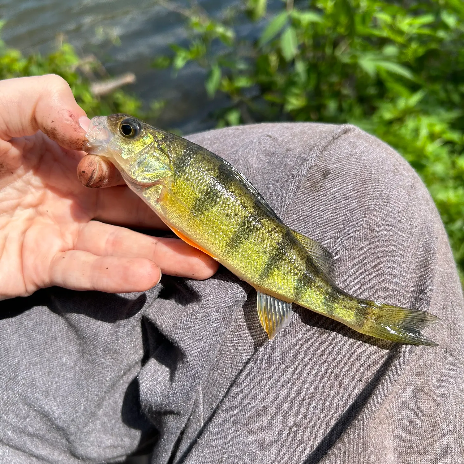 Yellow perch caught on Fishbrain