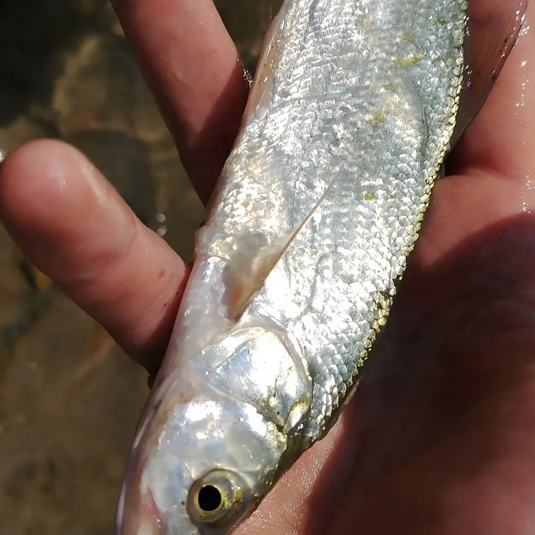 The most recent Asp catches on Fishbrain