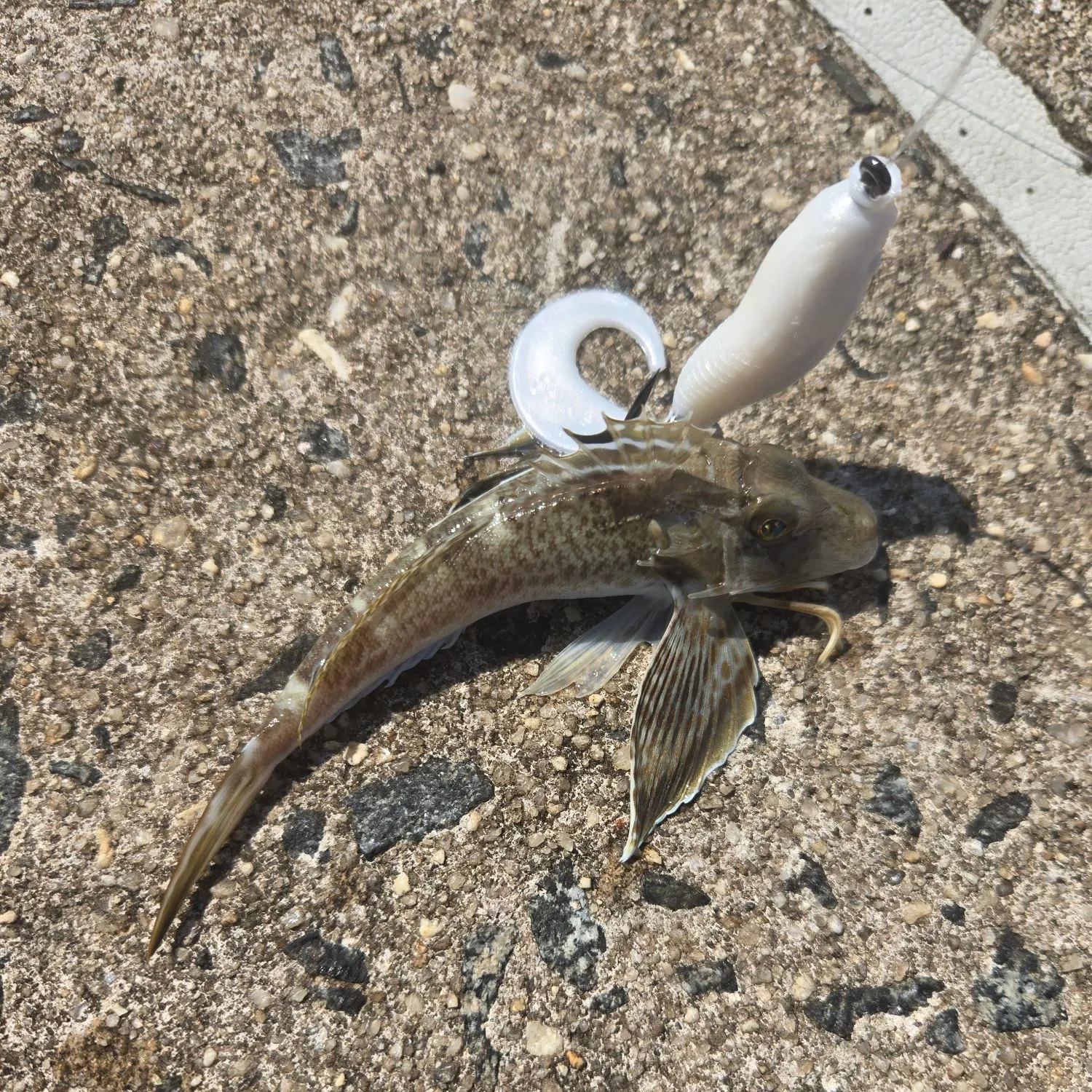 The most recent Northern searobin catches on Fishbrain